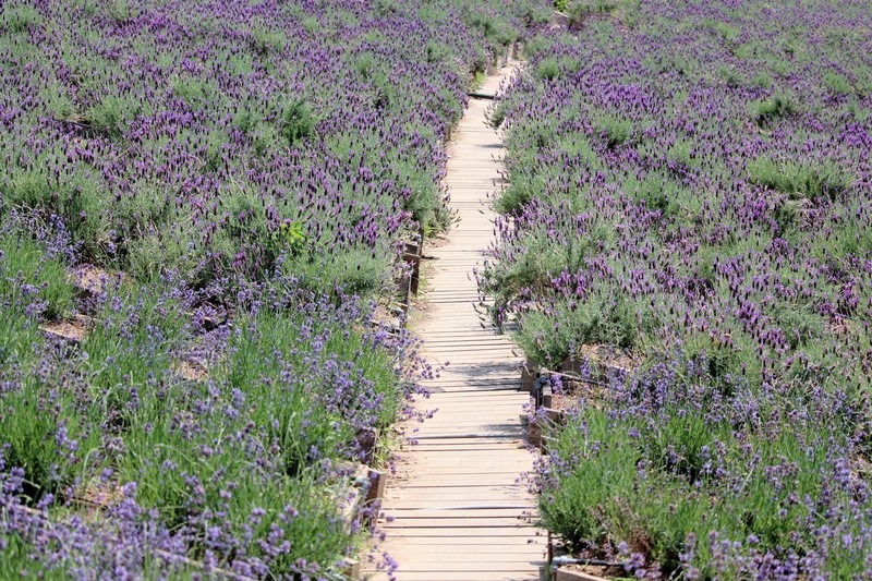 Herb Village, Yeoncheon-gun, Korea: Lavender Field