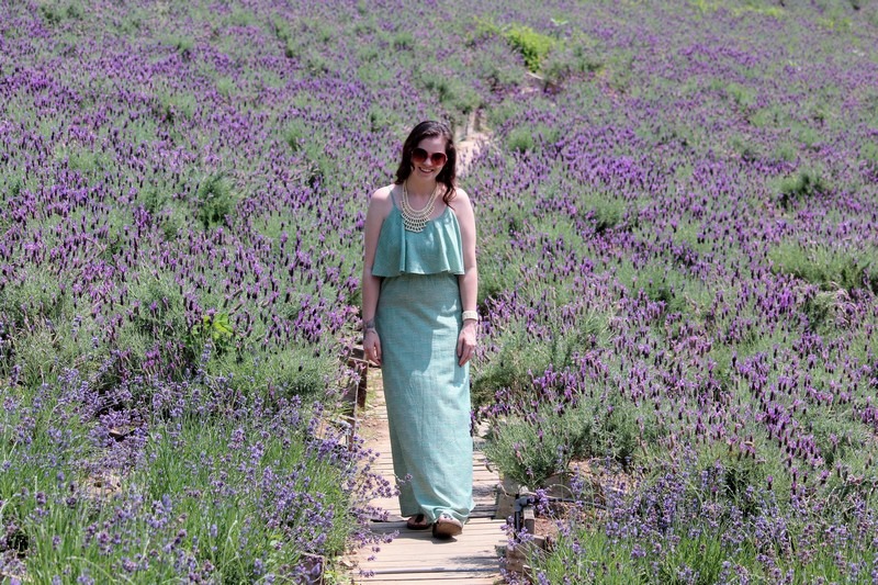 Herb Village, Yeoncheon-gun, Korea: Lavender Field, Hallie Bradley