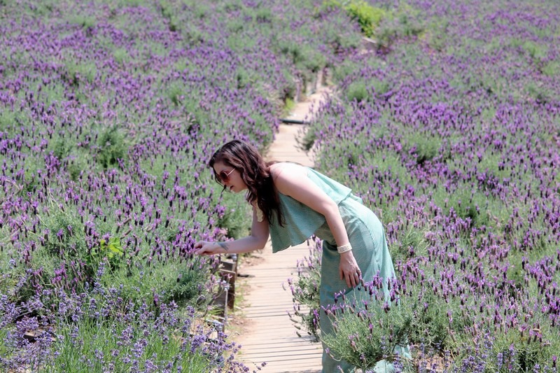 Herb Village, Yeoncheon-gun, Korea: Lavender Field, Hallie Bradley