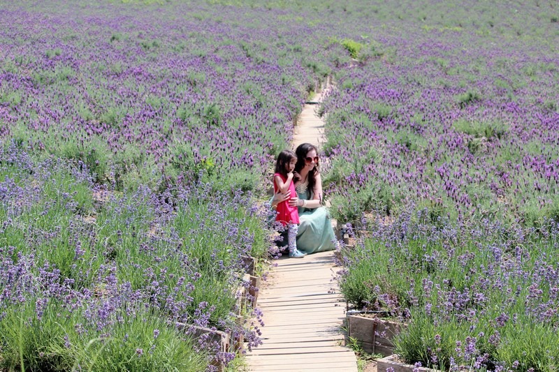 Herb Village, Yeoncheon-gun, Korea: Lavender Field, Hallie Bradley