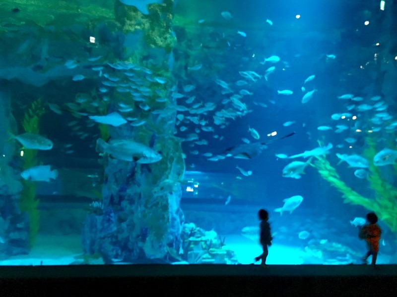 Awesome Aquariums To Visit Around Korea