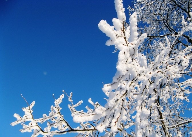 Snow In Seoul