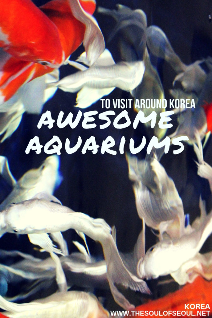 Awesome Aquariums To Visit Around Korea