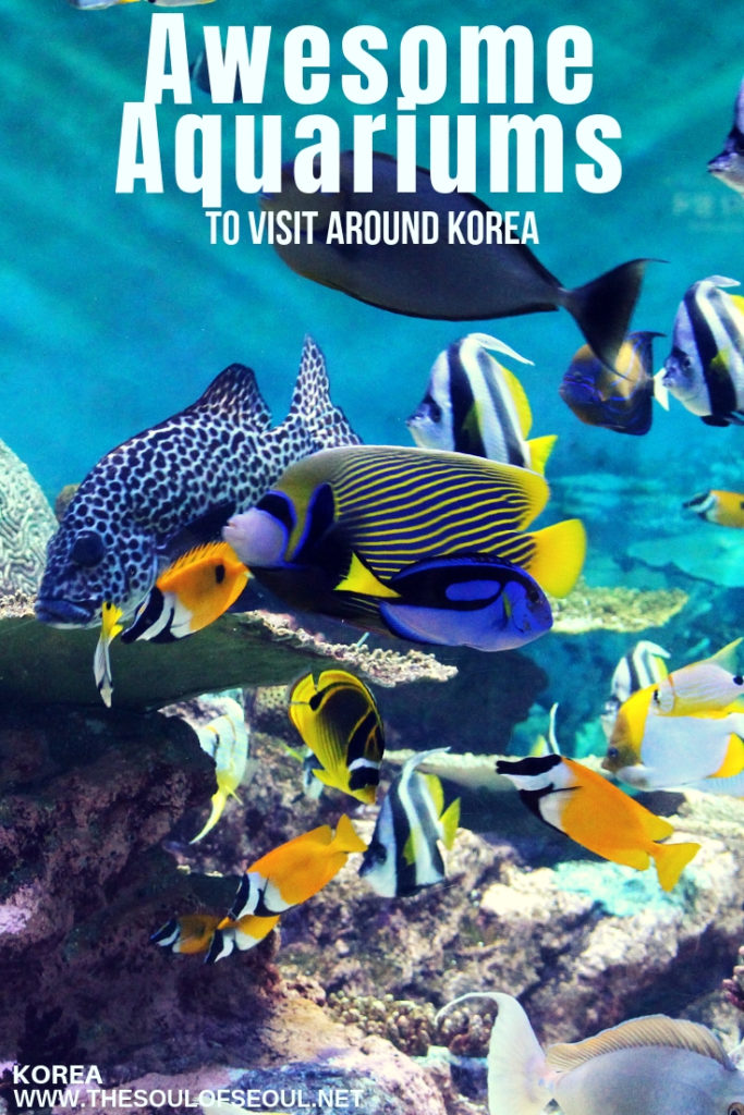 Awesome Aquariums To Visit Around Korea