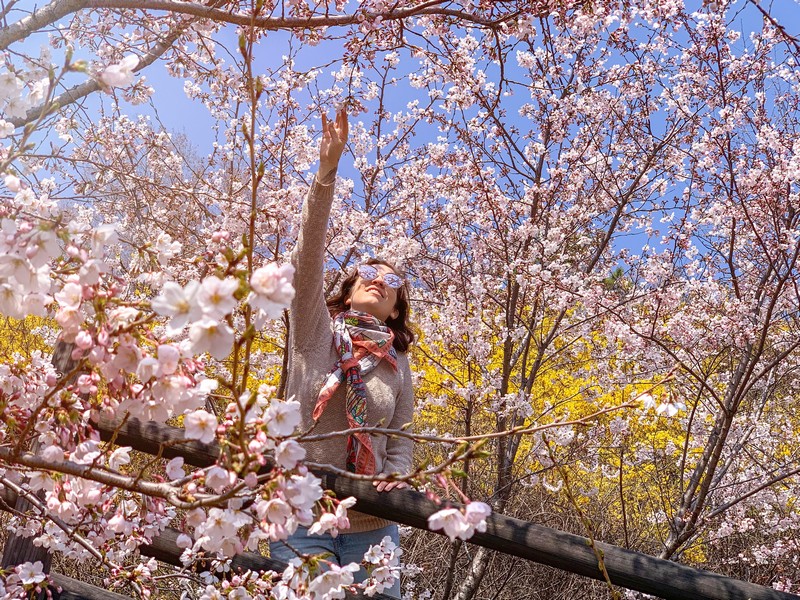 Eungbongsan Mountain, Seoul, Korea: Spring Cherry Blossoms & Forsythia Flowers, Hallie Bradley