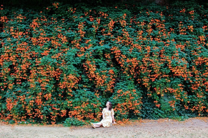 Ttukseom Han River Park, Seoul, Korea: Trumpet Vine Flowers & Hallie Bradley