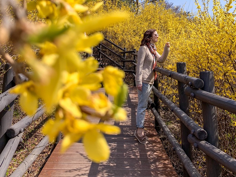 Eungbongsan Mountain, Seoul, Korea: Spring Cherry Blossoms & Forsythia Flowers, Hallie Bradley