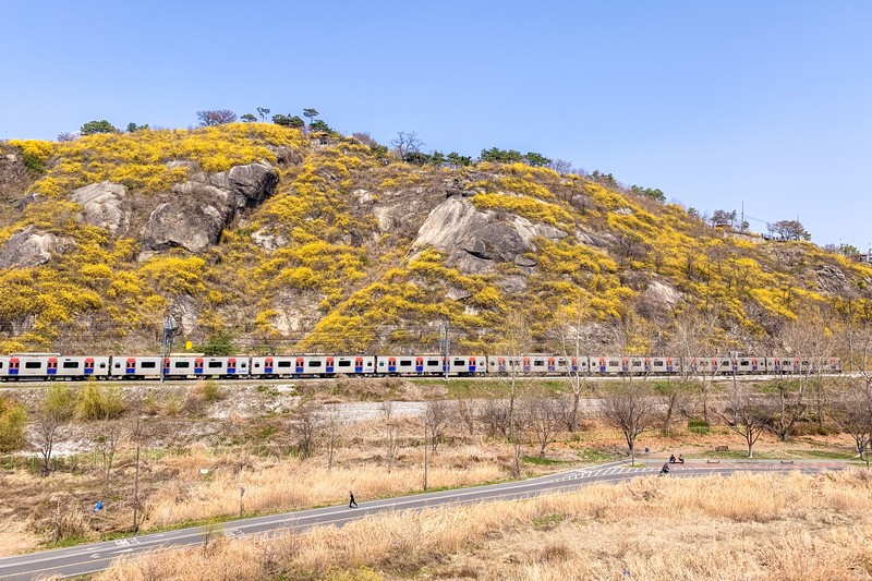 Eungbongsan Mountain, Seoul, Korea: Spring Cherry Blossoms & Forsythia Flowers