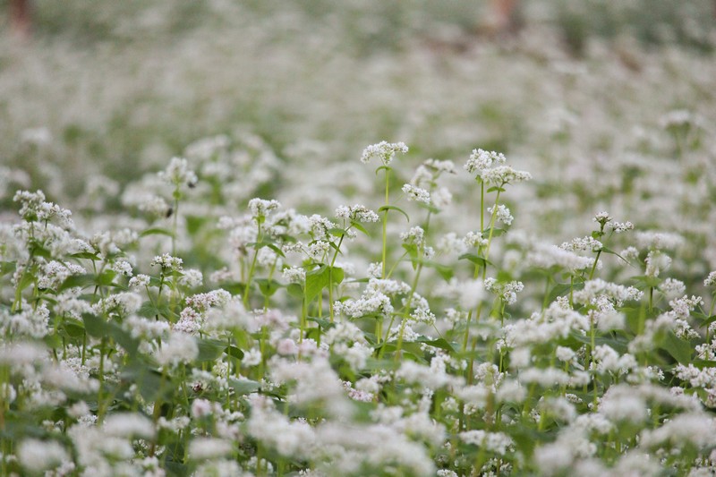 Mokdong Buckwheat flower field, Seoul, Korea