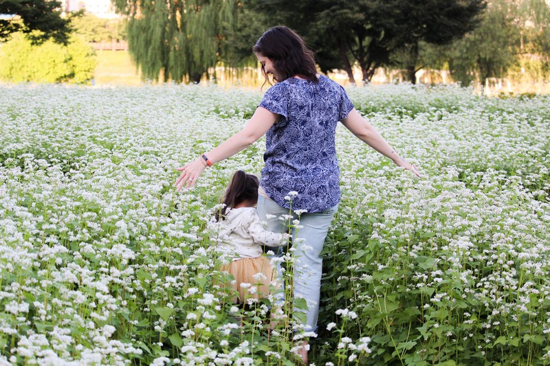 Mokdong Buckwheat flower field, Seoul, Korea