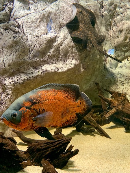 Play Aquarium Bucheon, Seoul, Korea