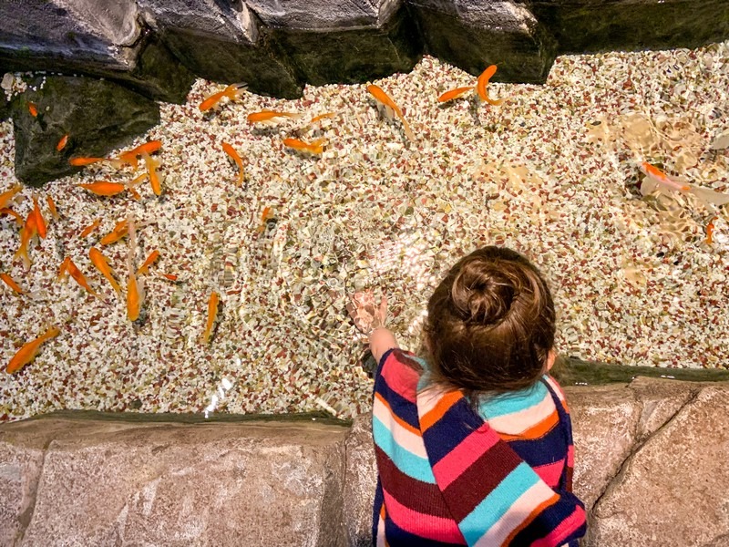 Danyang Danuri Aquarium, Danyang, Korea