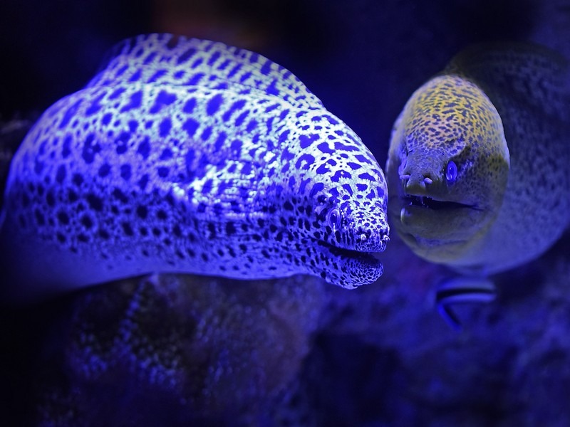 Aquarium in Korea