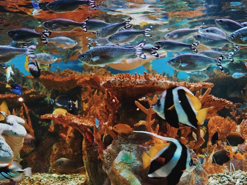 Aquarium in Korea