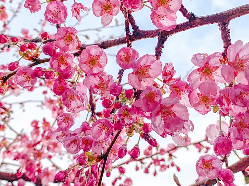 Cherry blossoms, Ulleung-do, Korea