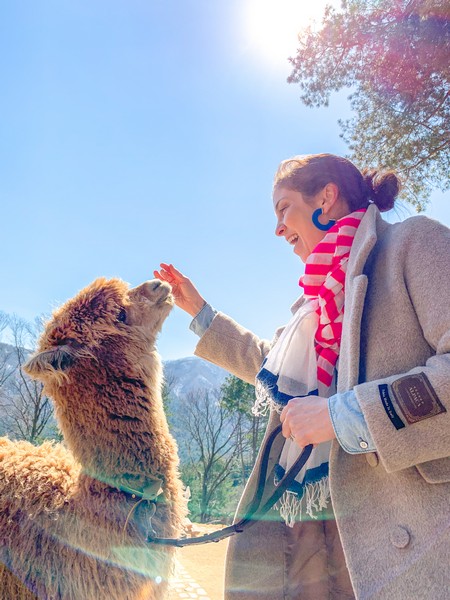 Alpaca World, Seoul, Korea: Hallie Bradley