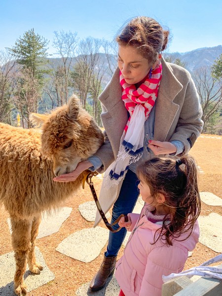 Alpaca World, Seoul, Korea: Hallie Bradley