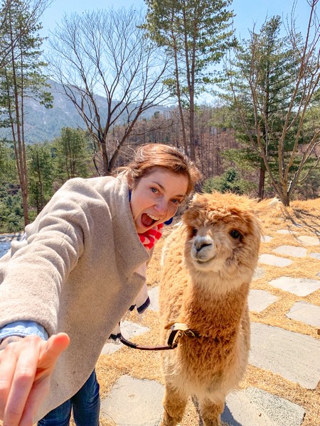 Alpaca World, Seoul, Korea: Hallie Bradley