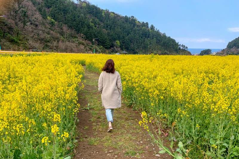 Canola Flower Field, Ulleung-do, Korea