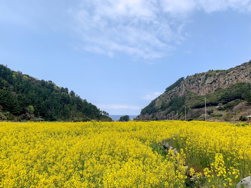 Canola Flower Field, Ulleung-do, Korea