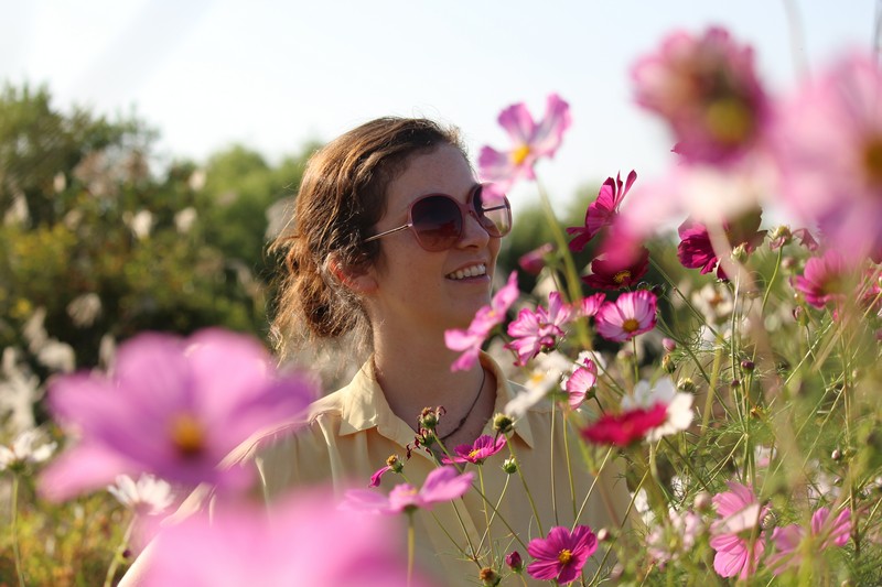 Cosmos Flowers, Hallie Bradley