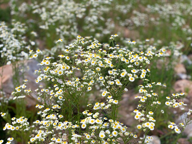 Yeongjongdo Island, Incheon, Korea: Spring Flowers