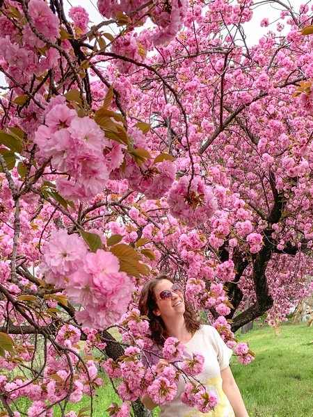 Imcheonggakgun jajeong (임청각군자정), Andong, Korea: pink Cherry Blossom trees