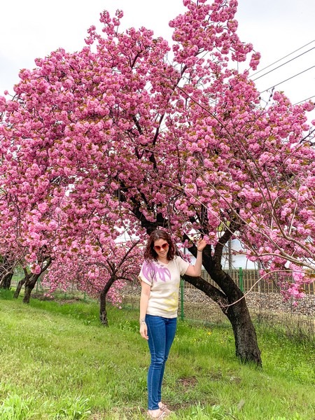 Imcheonggakgun jajeong (임청각군자정), Andong, Korea: pink Cherry Blossom trees