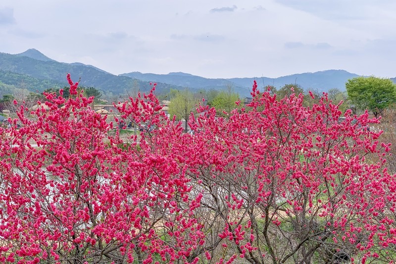 Andong Hahoe Folk Village (안동 하회마을), Andong, Korea