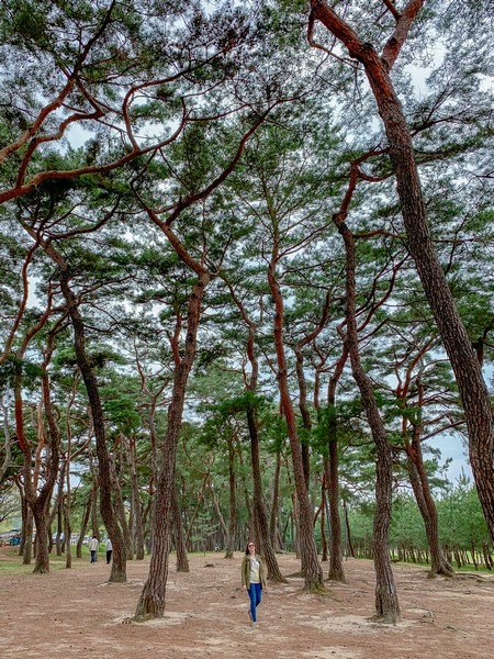 Andong Hahoe Folk Village (안동 하회마을), Andong, Korea