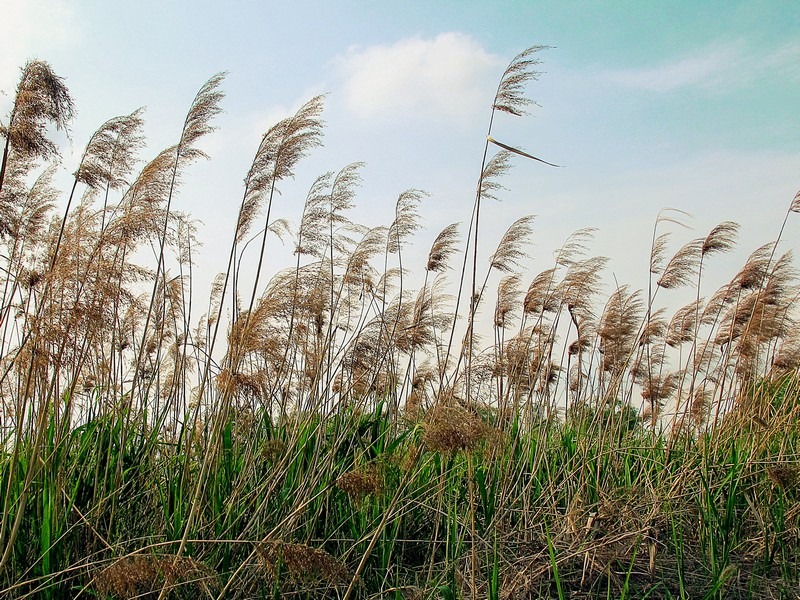 Gangseo Marsh Ecological Park, Han Gang River park, Seoul, Korea