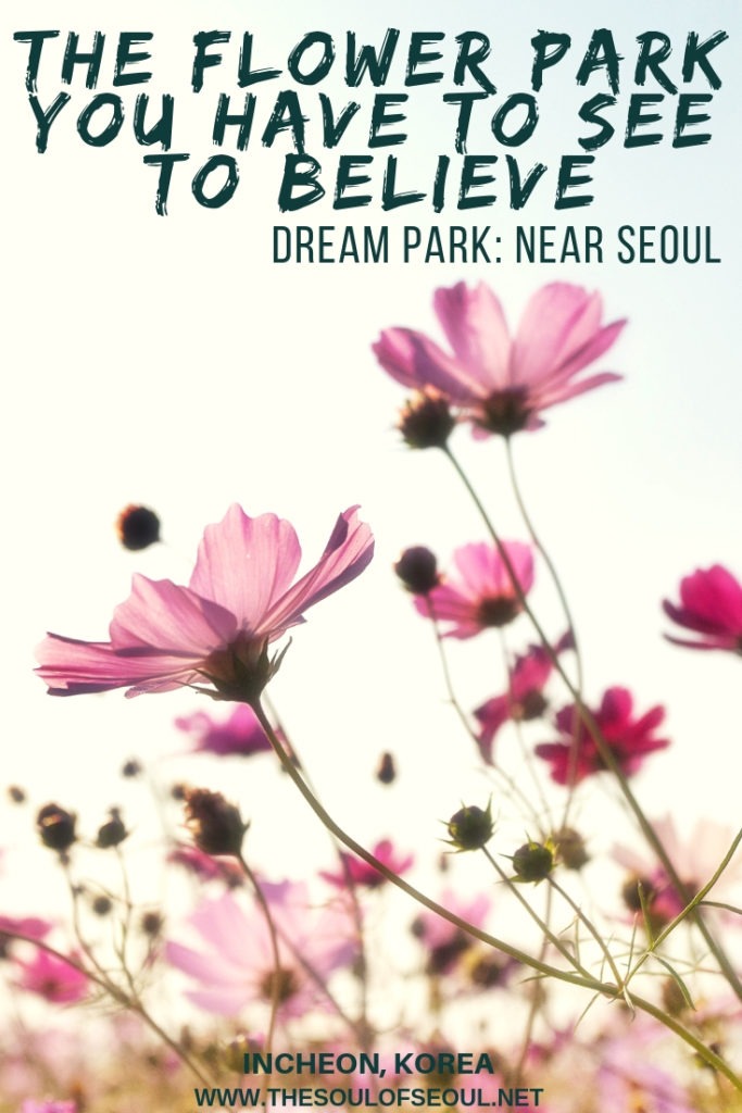 Dream Park: The Flower Park Near Seoul You Have To See To Believe: Dream Park, just outside of Seoul in Korea is one of the most unknown flower spots in the area. With beautiful muhly, cosmos, and more, the fields are immense but the crowds are not... yet. This is a must see in Seoul, Korea if you like flowers.