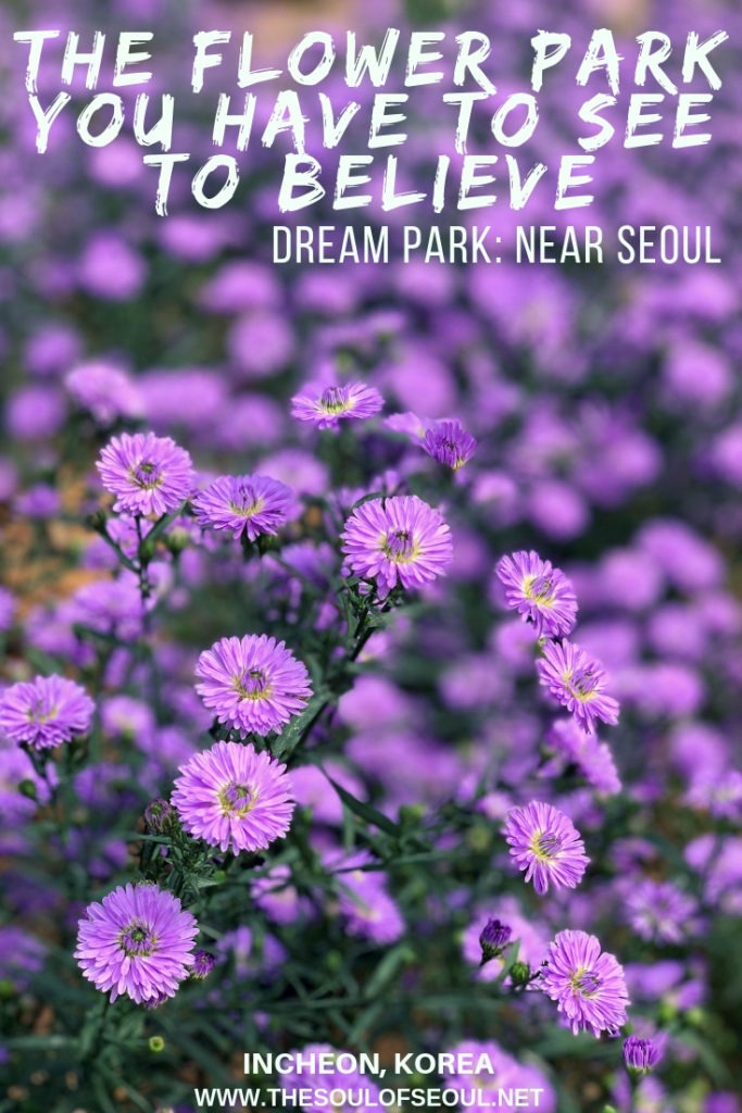 Dream Park: The Flower Park Near Seoul You Have To See To Believe: Dream Park, just outside of Seoul in Korea is one of the most unknown flower spots in the area. With beautiful muhly, cosmos, and more, the fields are immense but the crowds are not... yet. This is a must see in Seoul, Korea if you like flowers.