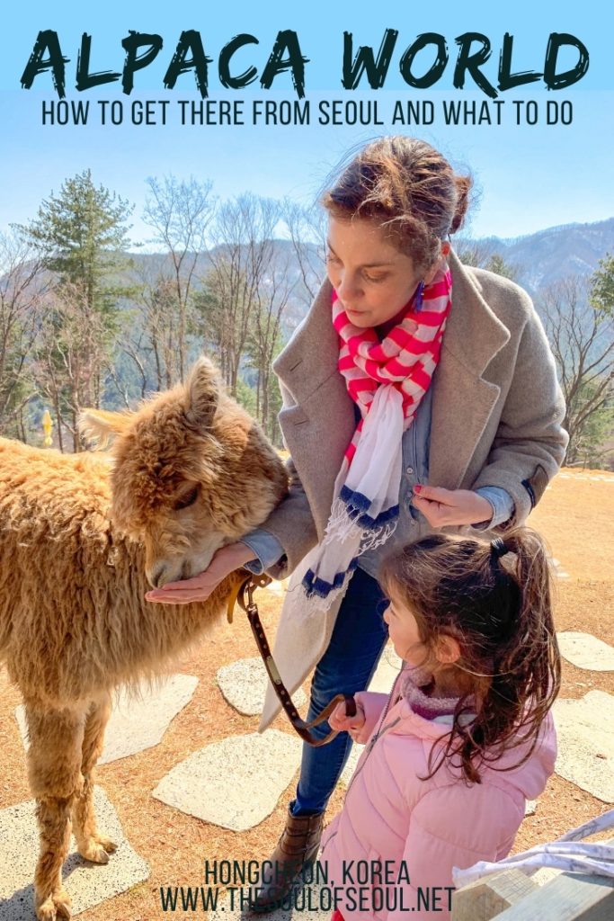 Alpaca World Korea: How To Get There From Seoul & What You'll See: Alpaca World outside of Seoul, Korea is a popular spot to take kids as well as for adventurers that love alpacas. Check out how to get to Alpaca World from Seoul and what to see there.