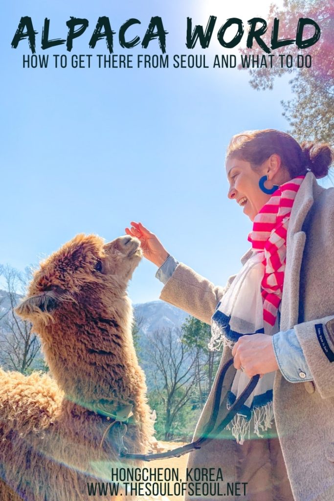 Alpaca World Korea: How To Get There From Seoul & What You'll See: Alpaca World outside of Seoul, Korea is a popular spot to take kids as well as for adventurers that love alpacas. Check out how to get to Alpaca World from Seoul and what to see there.