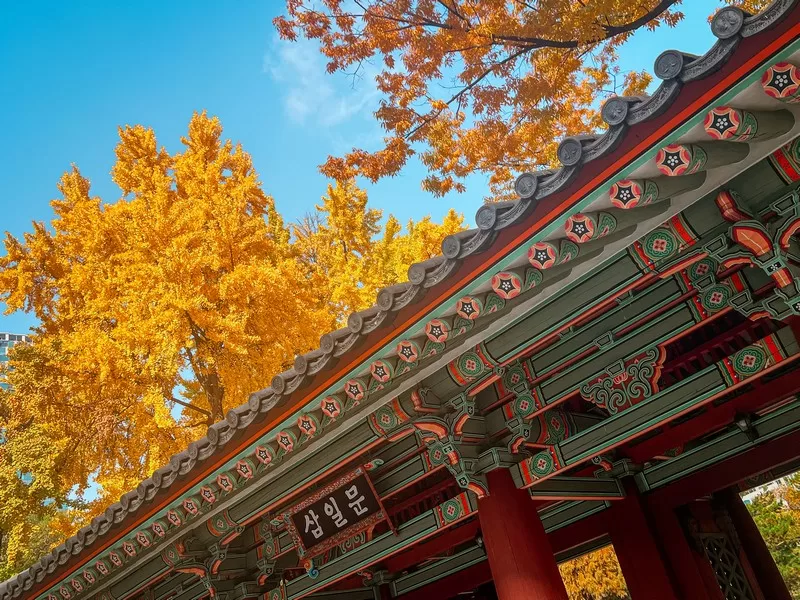 Tapgol Park (탑골공원), Insadong, Seoul, Korea; gingko trees