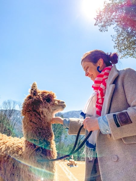 Alpaca World, Korea