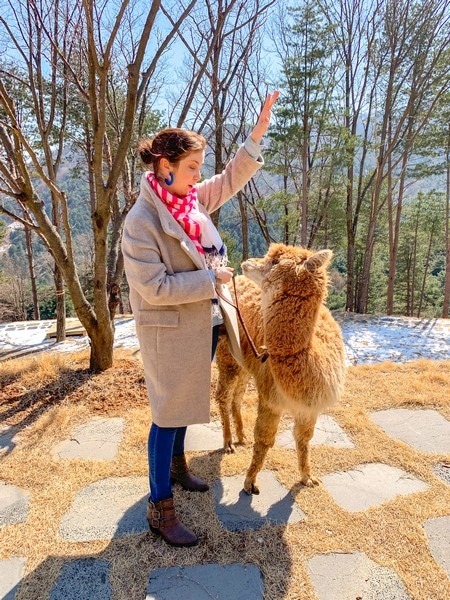 Alpaca World, Korea