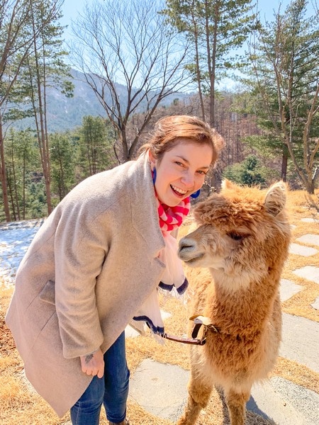 Alpaca World, Korea