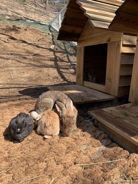 Alpaca World, Korea