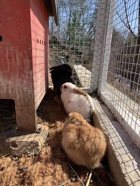 Alpaca World, Korea