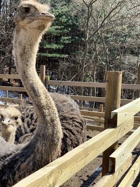 Alpaca World, Korea