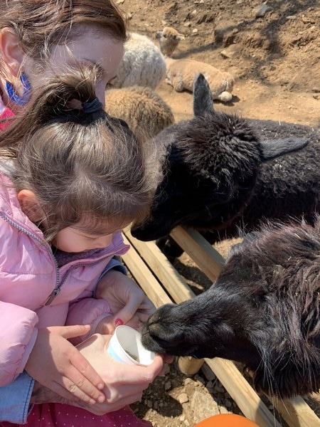 Alpaca World, Korea