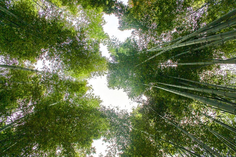 Taehwagang River Bamboo Forest, Ulsan, Korea