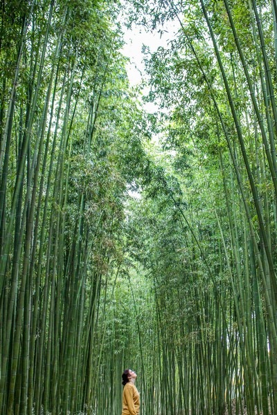 Taehwagang River Bamboo Forest, Ulsan, Korea