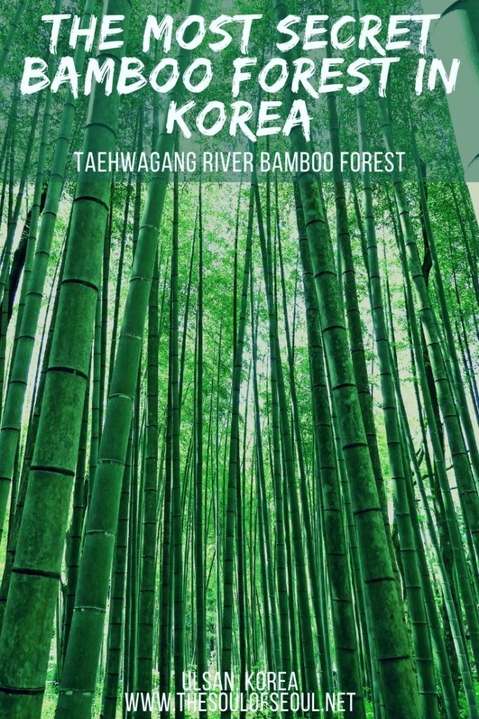 Taehwagang River Bamboo Forest: The Must Visit Spot In Ulsan, Korea: The Taehwagang River Bamboo Forest is the best kept secret in Korea. While everyone else is headed to the Damyang Bamboo Forest, you should be headed here. Here's the info to get to this bamboo forest in Korea.