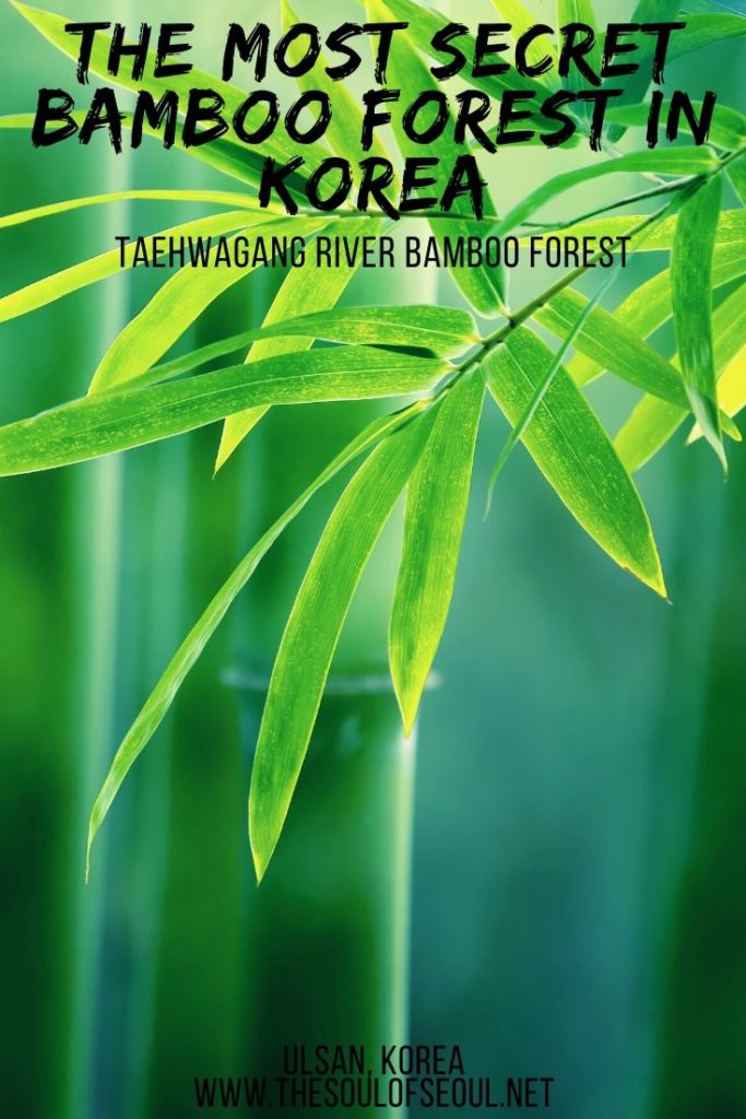 Taehwagang River Bamboo Forest: The Must Visit Spot In Ulsan, Korea: The Taehwagang River Bamboo Forest is the best kept secret in Korea. While everyone else is headed to the Damyang Bamboo Forest, you should be headed here. Here's the info to get to this bamboo forest in Korea.