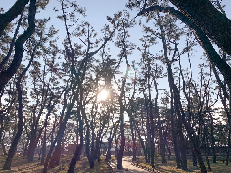 Daereungwon Tomb Complex / Tumuli Park (대릉원경주시 사적공원), Gyeongju, Korea