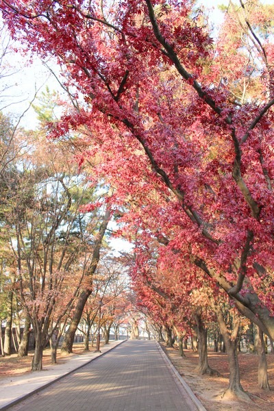 Daereungwon Tomb Complex / Tumuli Park (대릉원경주시 사적공원), Gyeongju, Korea