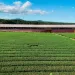 OSULLOC green tea; Korean green tea; Namwon Green tea fields